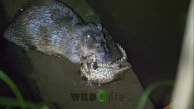 Rakali eviscerates an invasive cane toad