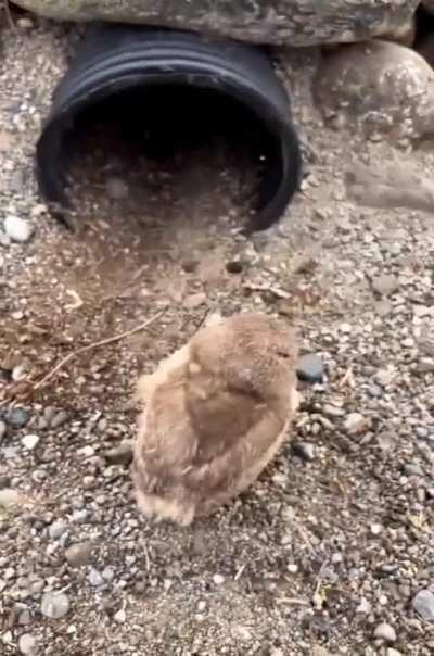 Cuteness of Burrowing owls 🦉
