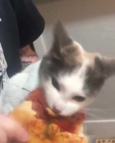 The real pizza cat