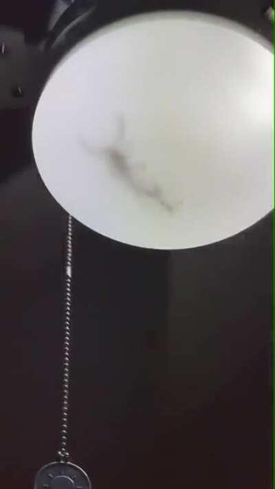 Scorpion inside light. Credit: u/frontendben