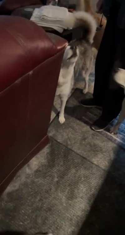 Dropped my dog (white husky/shepherd mix to my left) off to hang with his husky friends last Friday for the weekend. They had a lot to say.