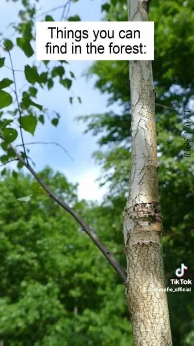 Would you go hiking there?