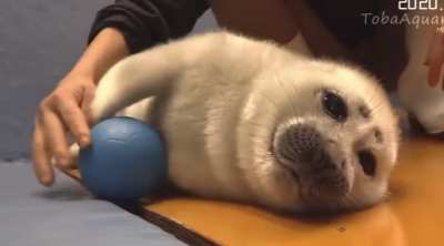 wretched BEAST niko SWATS AWAY ball… how sinister