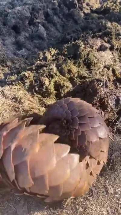 🔥 World Pangolin Day 2023