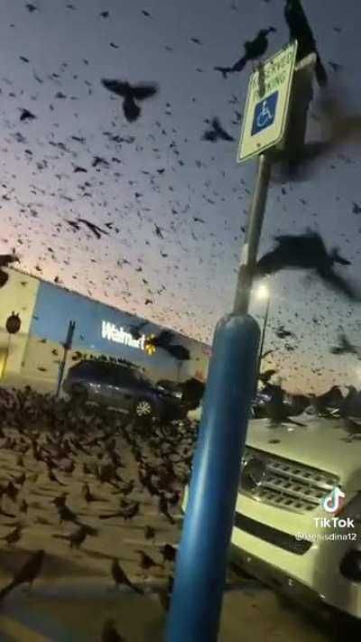 POV: Phil trying to go shopping with his chat