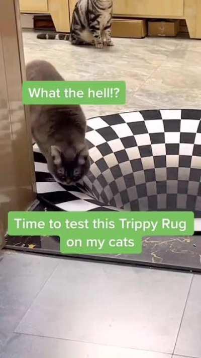 Cats avoiding a deep hole!