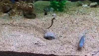 Perfect camouflage…