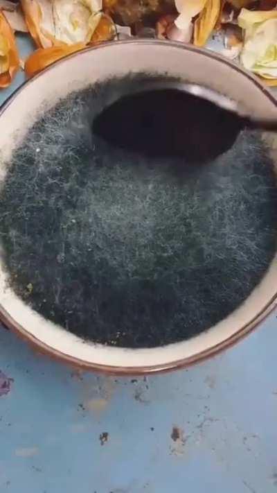 a mouldly interesting home