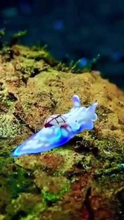 🔥 Micromelo undatus, common name the miniature melo, is an uncommon species of small sea snail or bubble snail, a marine opisthobranch gastropod mollusk. The thinly calcified shell is covered with undulating brown lines, crossed with two other spiral line