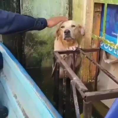 Golden dog is trapped in a flood and just accepts its destiny