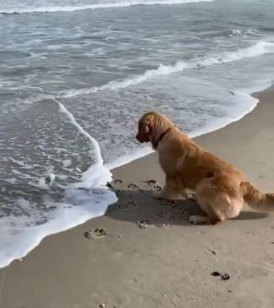 This pup with the fear