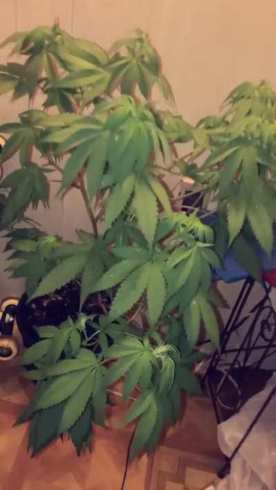 Last Year When I Attempted To Grow My First Plant.