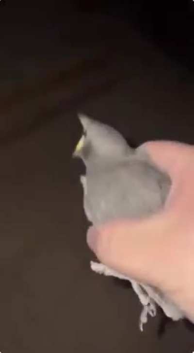 birb