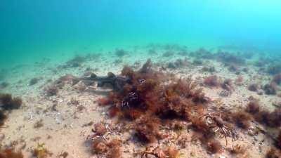 Port Jackson shark cruising over a large aggregation of spider crabs off the coast of Melbourne, Australia