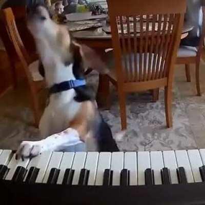 Dog be like: I can play and sing too!