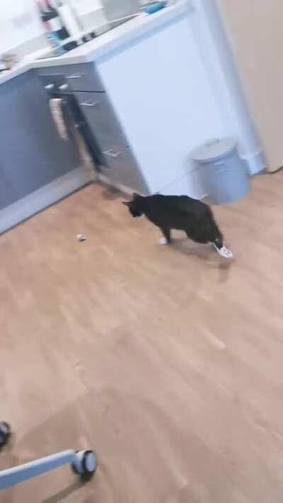 My old 19 year old boy still zooming, hope he's fast enough to be posted here