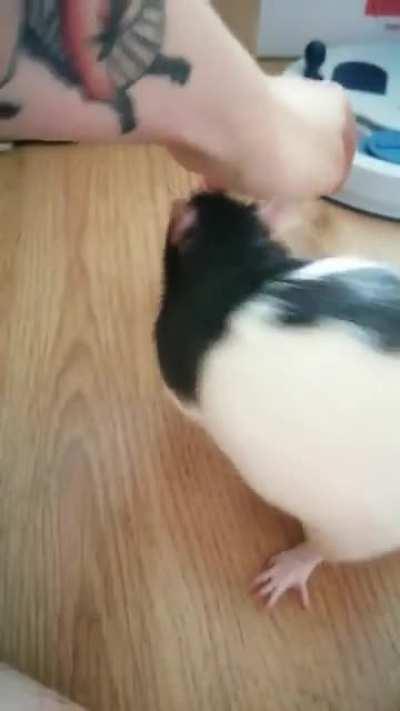 A lil birdie told me it's been too long since y'all have seen the infamous t-rex rat