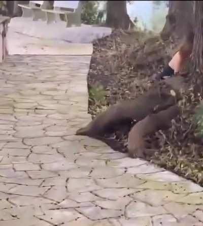 Maybe she a woodpecker?