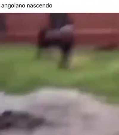 Angolanos nascendo, cena muito linda 😪