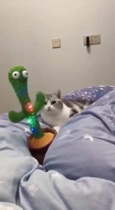 Cat Vibing With a Cactus
