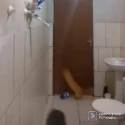 trying to kill the mouse