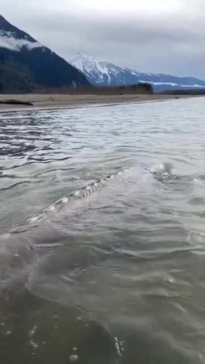 Giant Sturgeon fish in Canada