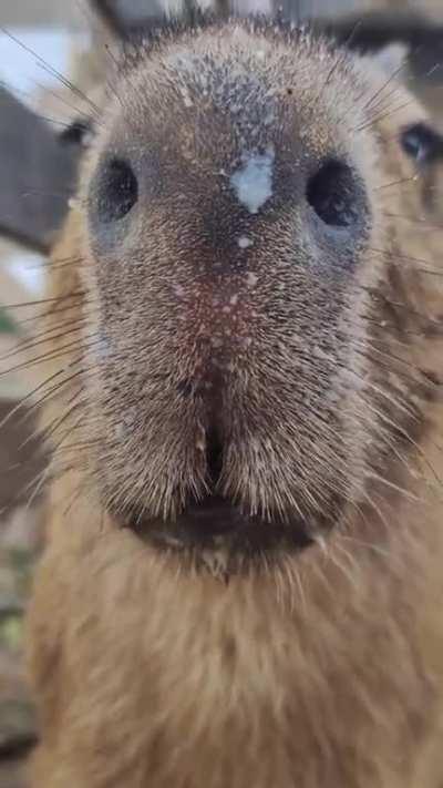 Being best friends with a capybara
