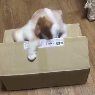 Kitten attacked by a terrible box monster