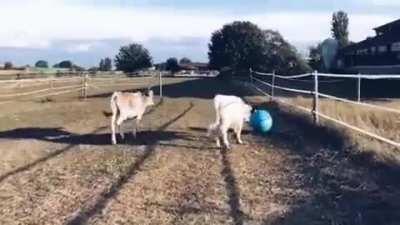 Playing with the ball