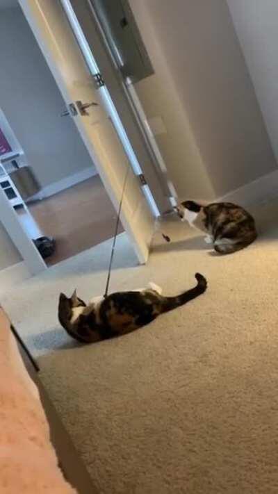 Cat playing with cat