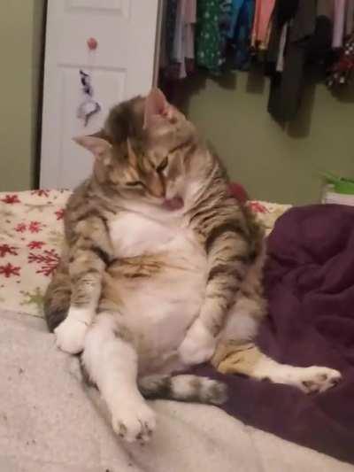 UNIT of a cat tries to clean herself. Almost got it..