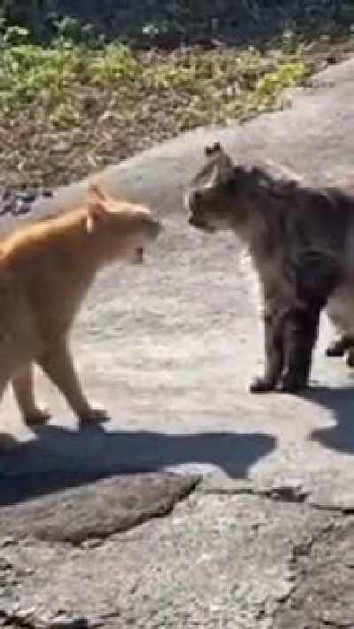Cat fight
