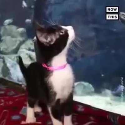 Как котиков и пёселей в Зоопарк водили...