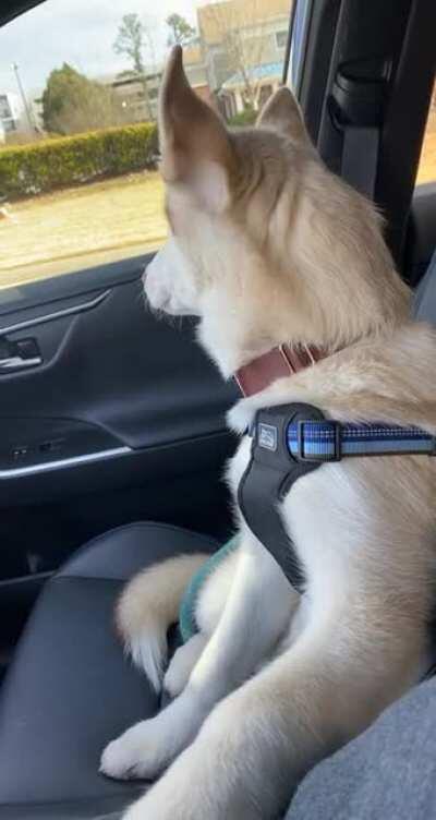 Show me your husky is clingy, without saying your husky is clingy.