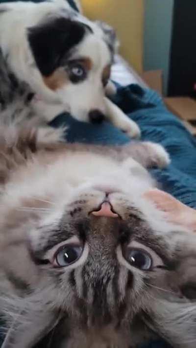 When the cat gets all the love