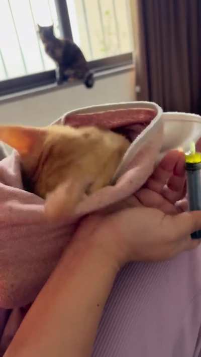 Cats are babies for real.