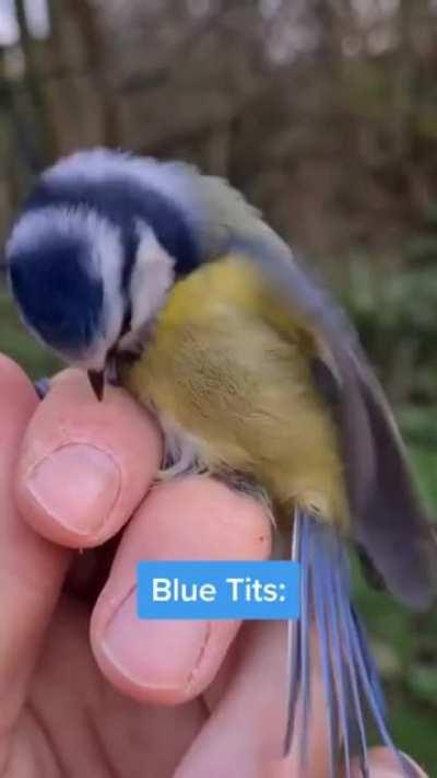 The most annoying birds in the world