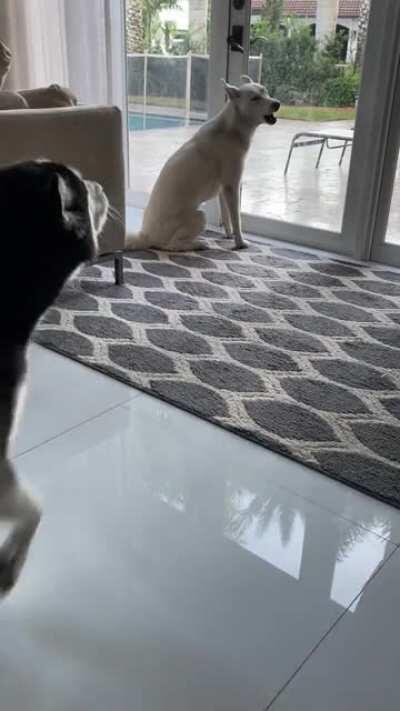 Kilo and snow Christmas carols