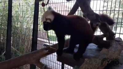 Priya vs. grape kebab