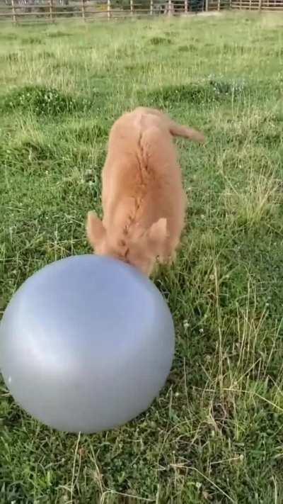 Calf having a blast playing with their new toy