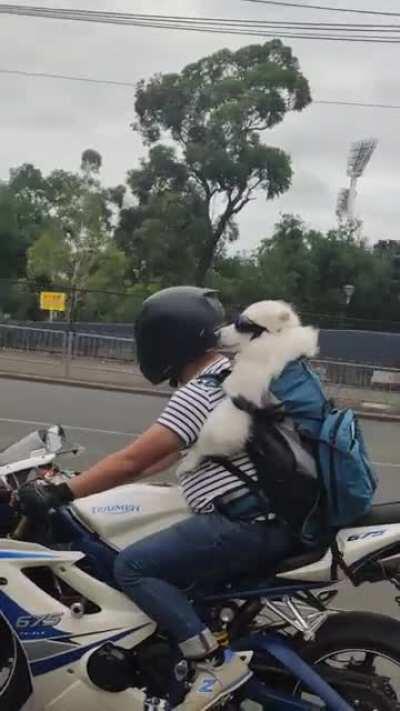 A man and his dog riding next to us today! I feel like I've seen them on here before?