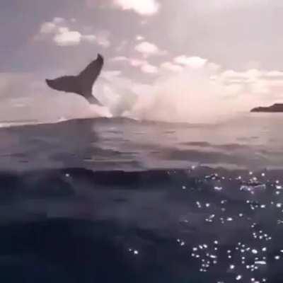 He caught the whole thing