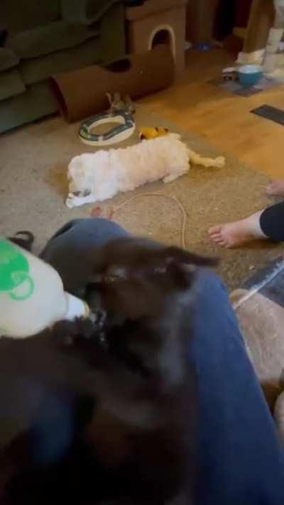 Проголодался