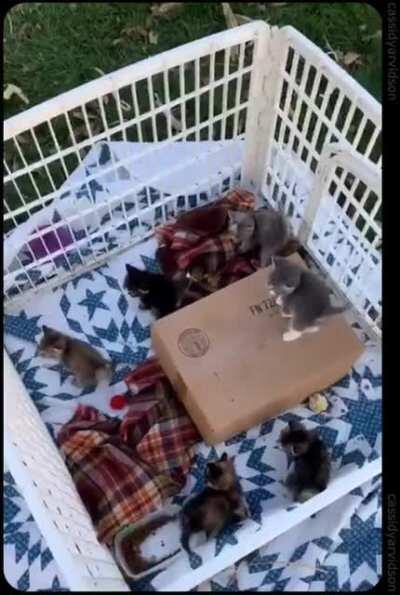 golden doodle running in circles trying to hide from kittens
