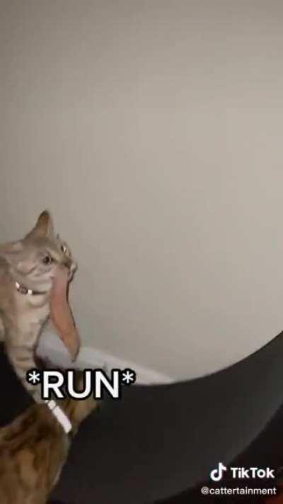 The wheel-o-chicken…