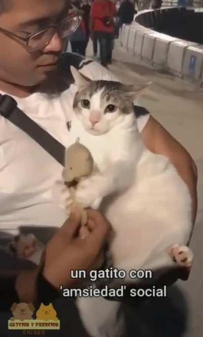 ahora me representare con ese gato.