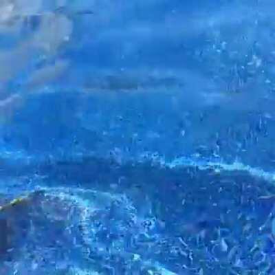 Jaguar didn't realize the water was so deep.