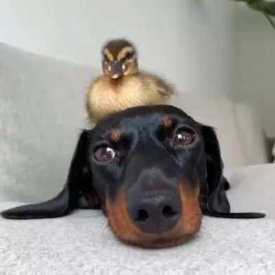 Baby Duck and his mighty Wiener