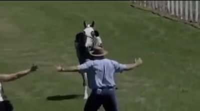 WCGW trying to stop a horse charging towards you.