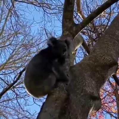 Returning a fallen Koala joey back to mom .